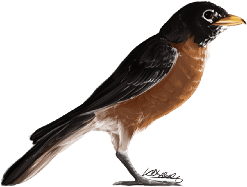 American Robin Png Transparent - American Robin Bird Png (700x525), Png Download