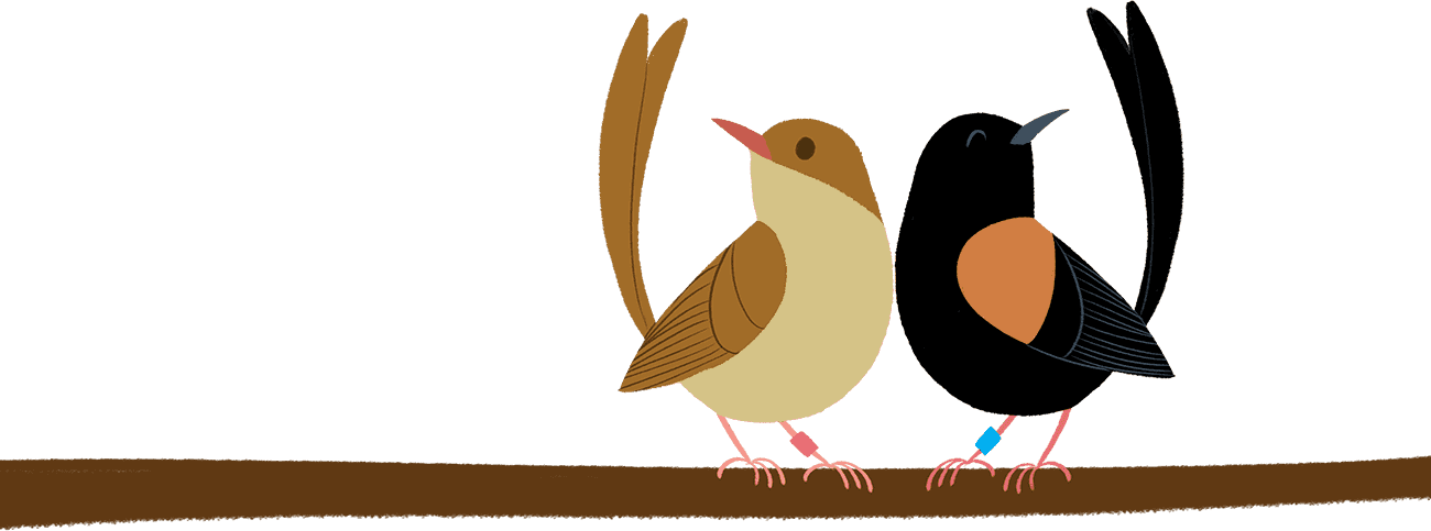 Average Of Twice As Many Young But Only In The Nests - Old World Flycatcher (1300x483), Png Download