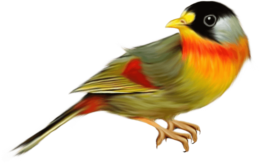 Free Png Birds Png Images Transparent - Finch Bird Png (850x560), Png Download