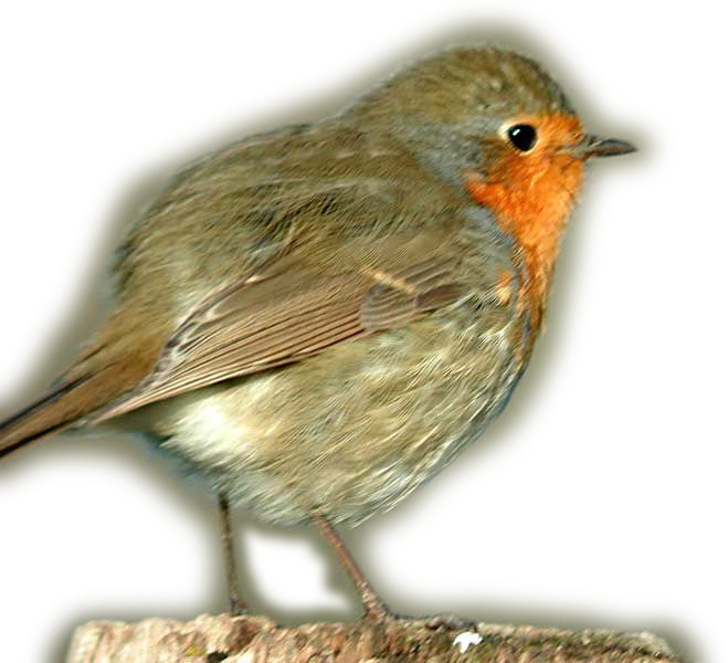 European Robin Transparent Png - European Robin (659x600), Png Download