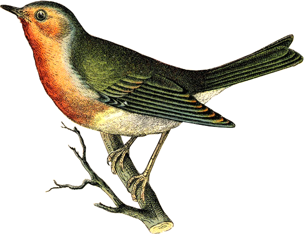 Bird Illustration - Sei 1 Hour Album Scrapbook Kit 12"x12"-brentwood (600x461), Png Download