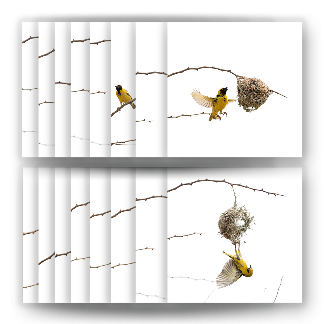 The Weaver Bird, Complete Set Of 16 Prints Dirk Hobman (1500x1125), Png Download