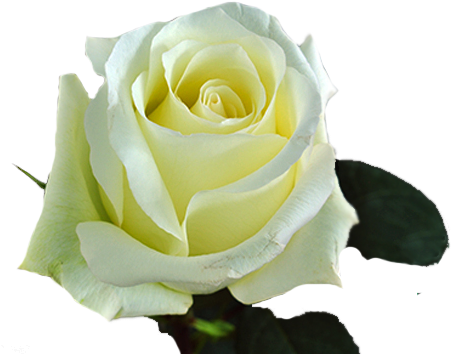 White Roses - Alba - Blizzard - Floribunda (540x360), Png Download