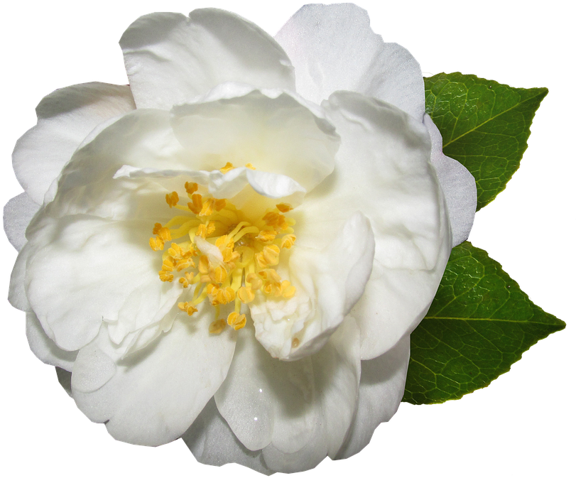 Flower, White, Camellia, Bloom, Garden - White Camellia Png (859x720), Png Download