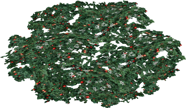 Partridge Berry - Illustration (725x725), Png Download