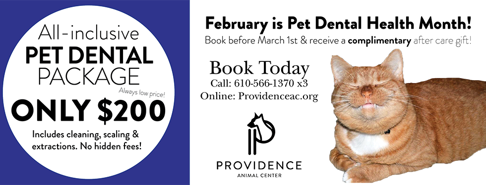 National Pet Dental Health Month - Cat Grabs Treat (980x374), Png Download