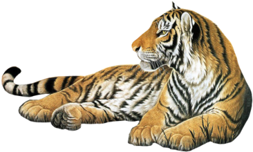 Deviantart, Png, And Tiger Image - Cool Boyes Tiger Floral Soft Friendly Insulated Lunch (500x400), Png Download
