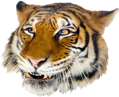 Grft Smile - Draw Giant Realistic Flying Tiger (416x345), Png Download