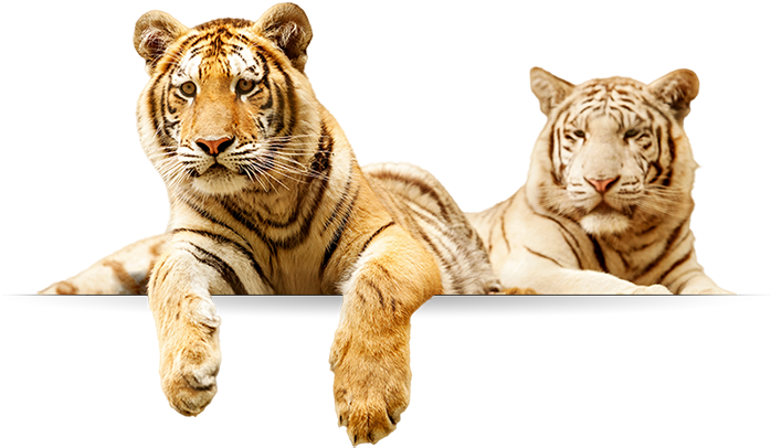 Tigers - Tiger Family Png (700x466), Png Download