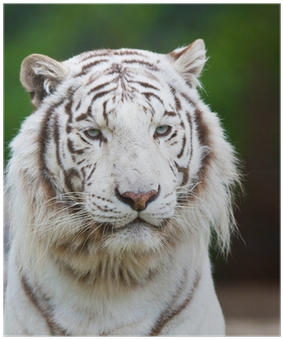 Bengal Tiger (400x400), Png Download