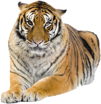 Tiger - Tiger Kindersay (445x355), Png Download