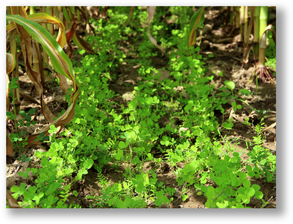 Applied Agroecology - Crimson Clover (1024x789), Png Download