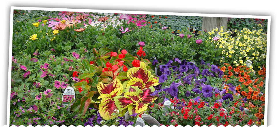 Image - Viola (960x440), Png Download