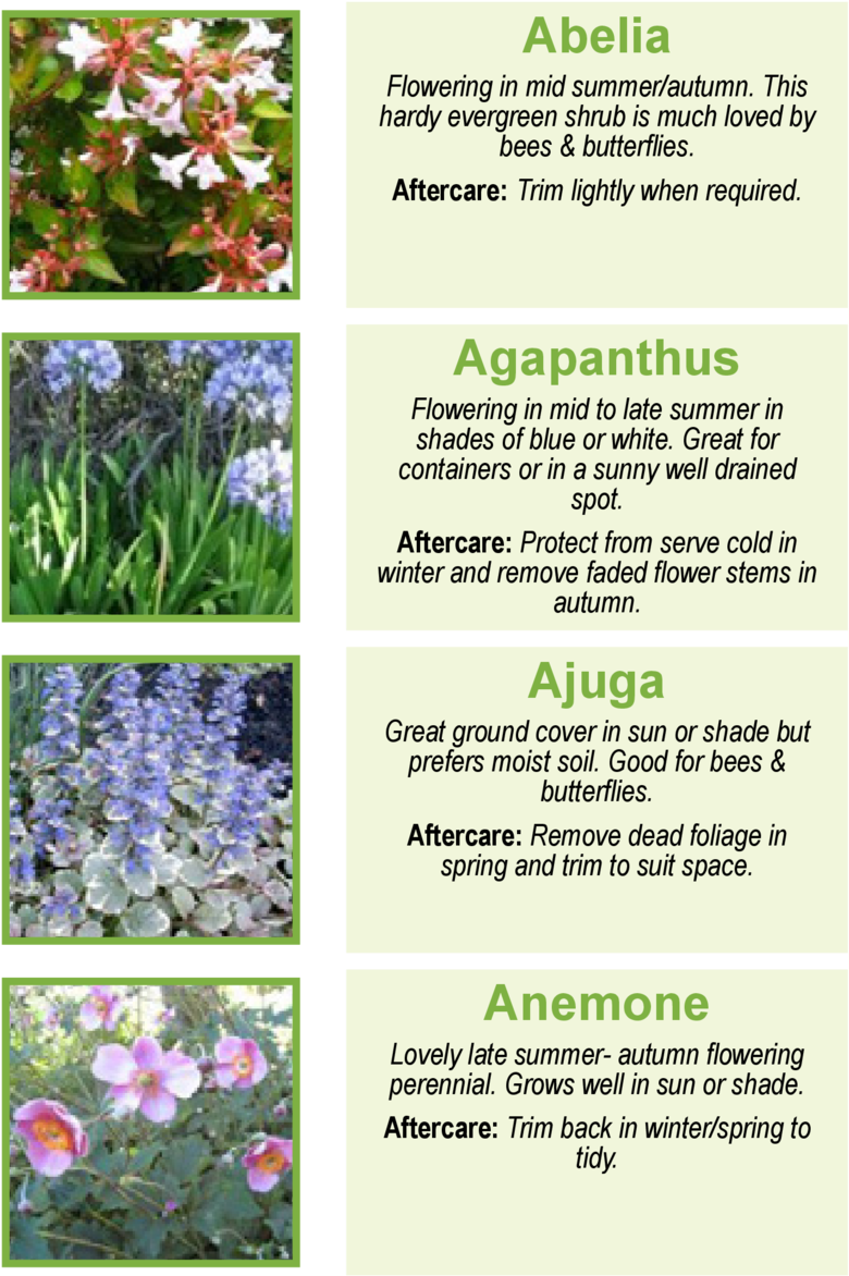 Abelia Flowering In Mid Summer-autumn - Agapanthus Plants (960x1362), Png Download