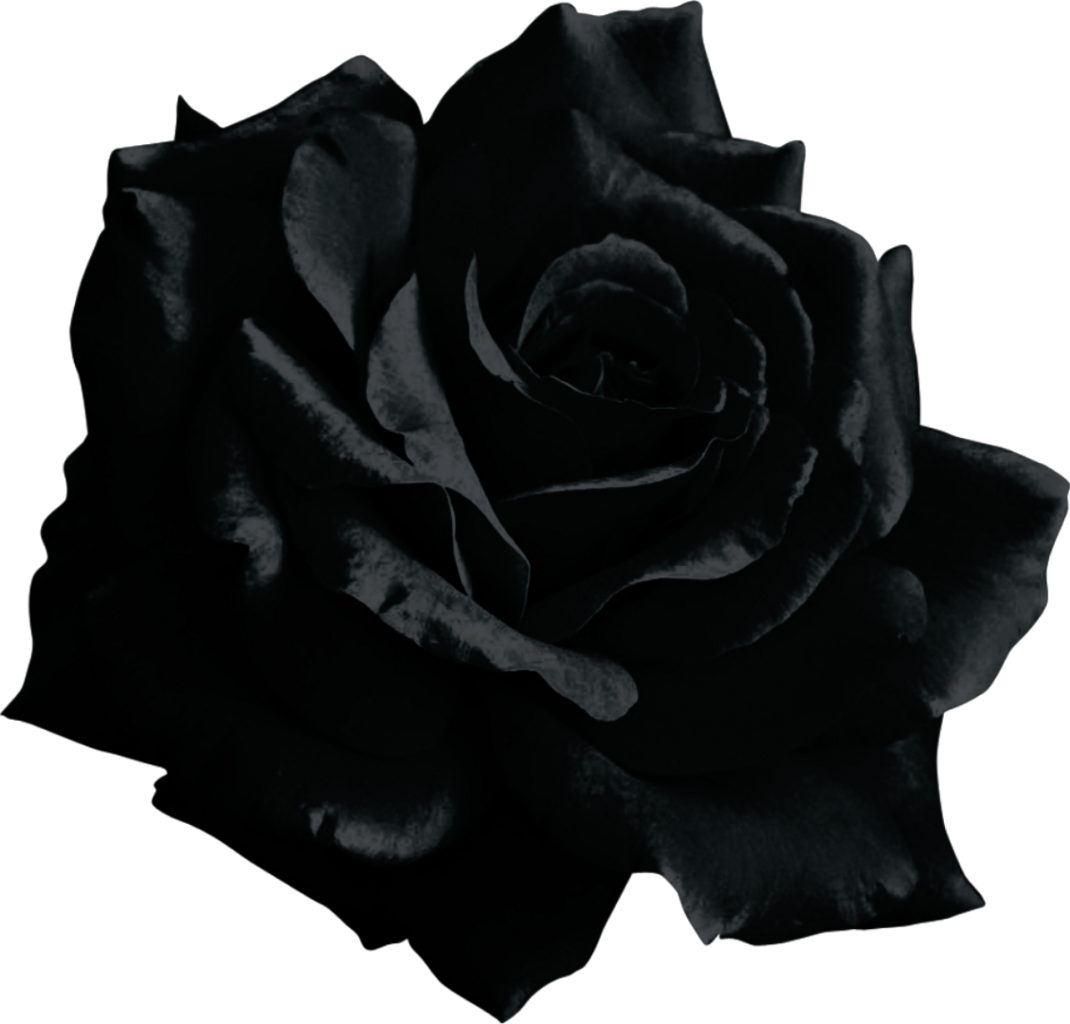 Download 51+ Background Black Rose HD Paling Keren
