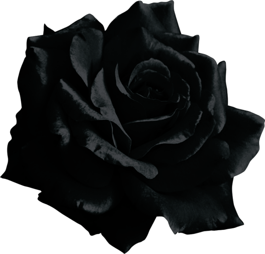 Black Rose Transparent (1070x1024), Png Download