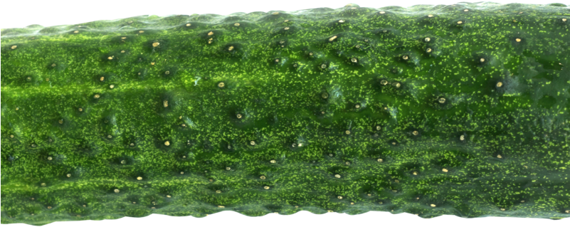 Cucumber Png Image - Cucumber Png (800x600), Png Download