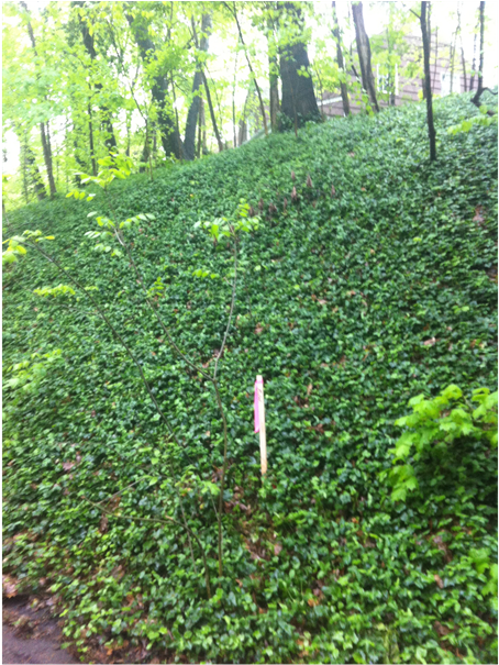 The Abundant Growth Of The Hedera Helix - Ivy (903x604), Png Download