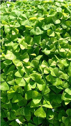 Enlarge - Oxalis Triangularis (500x500), Png Download