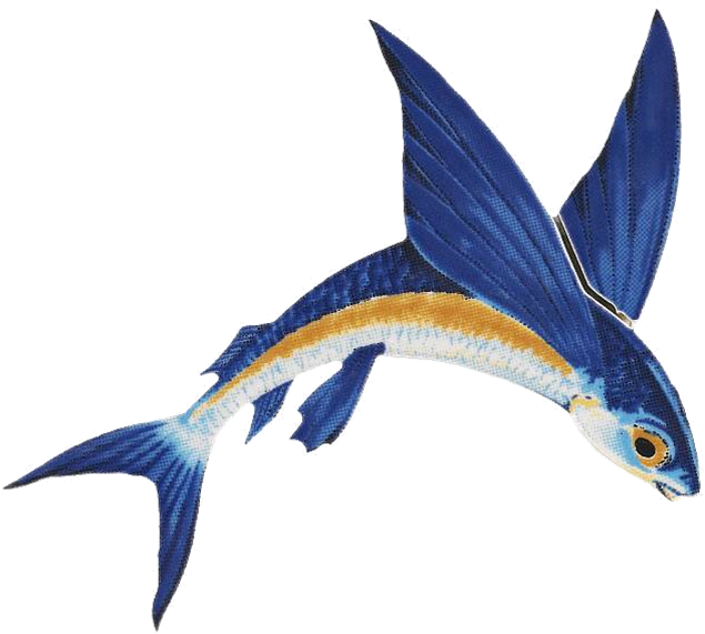 The Second Joint Meeting Of The Crfm/clme Flyingfish - Flying Fish (653x579), Png Download