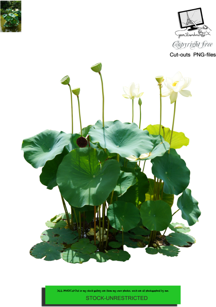 "all Png/cut Out And Pictures In My Stock Gallery Are - Sacred Lotus (729x1095), Png Download