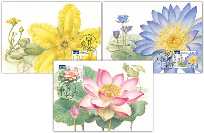 Water Plants Maxicard Set Sacred Lotus Free Transparent PNG