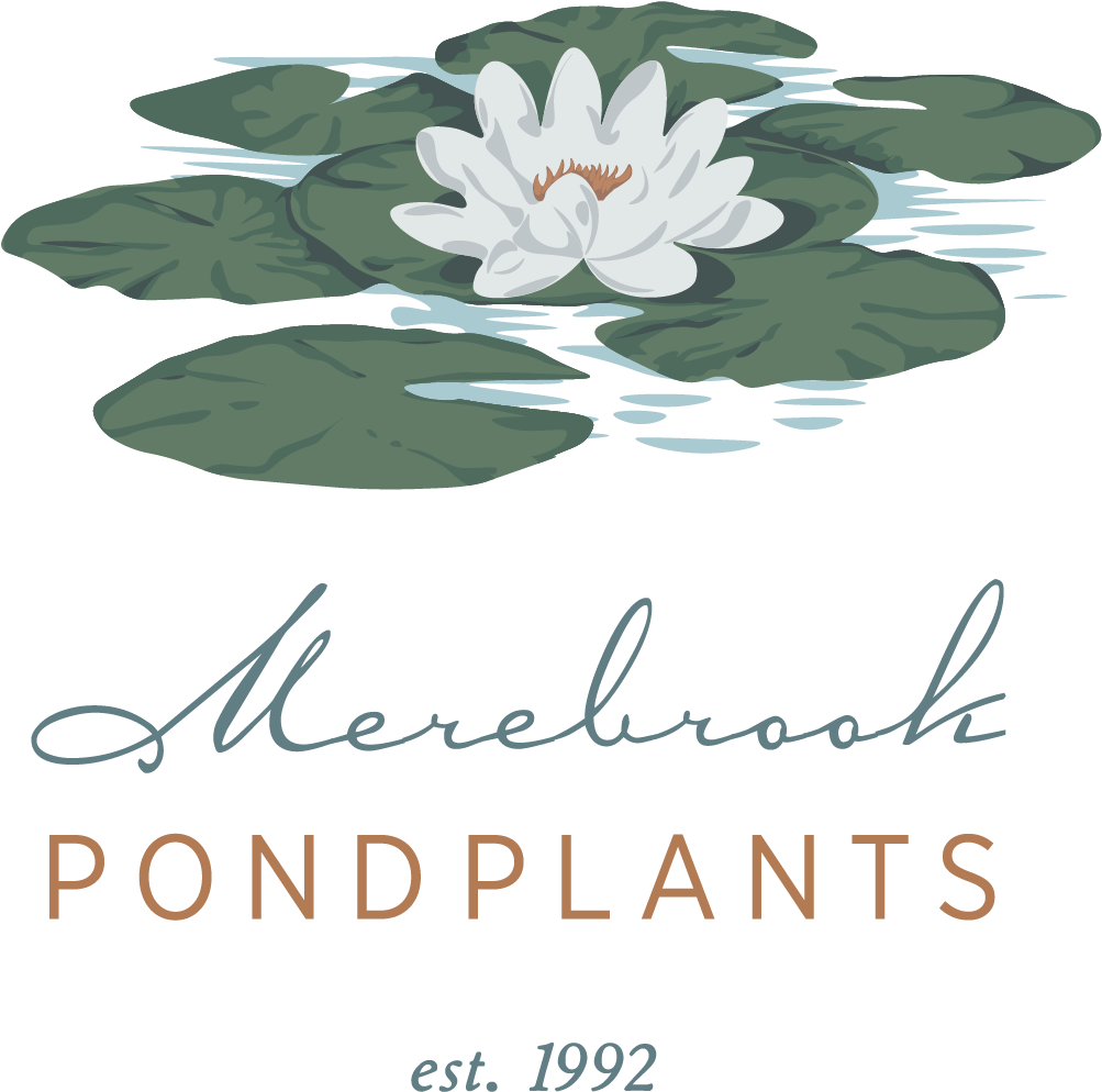 Sacred Lotus (1417x1417), Png Download