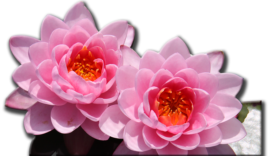 One Of The Biggest Collection Of Waterplants In The - Artificial Flower (872x508), Png Download