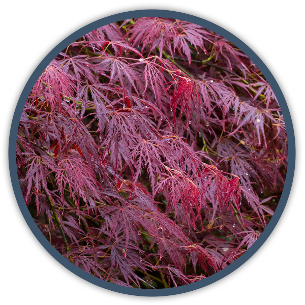 Shrubs - Maple (600x600), Png Download