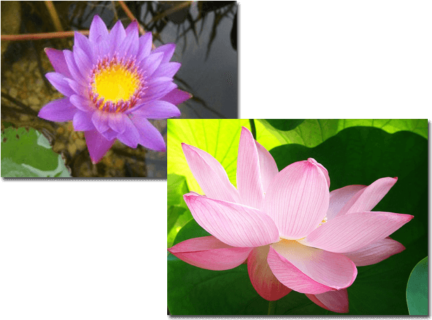 Aquatic Plants - Sacred Lotus (640x480), Png Download