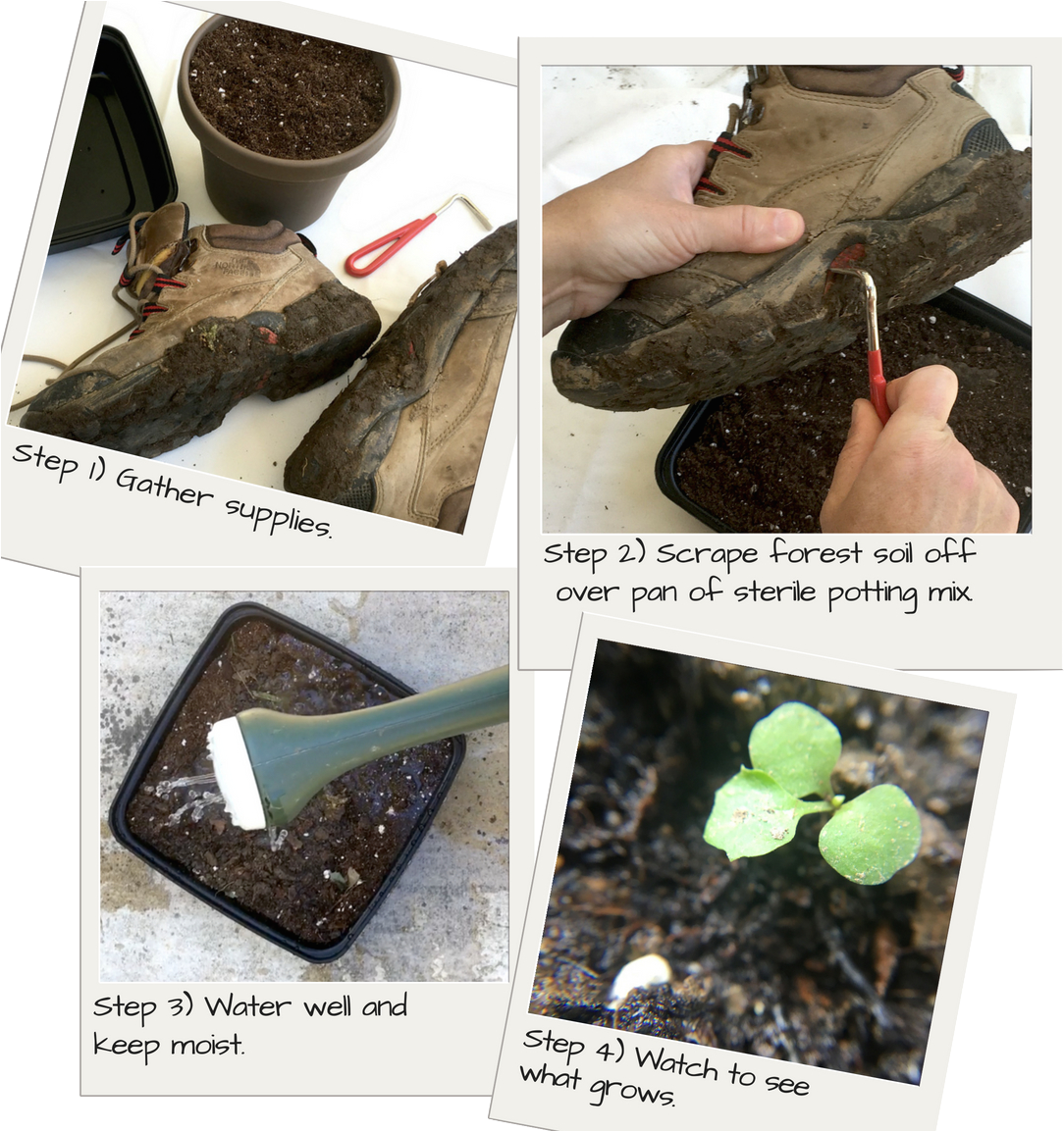 Hitchhiking Plants - Plants (1152x1152), Png Download