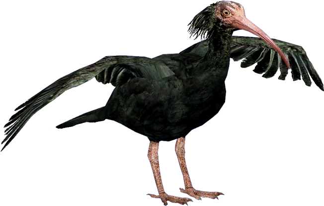 Ibisnorthernbald Hendrix - Turkey (800x600), Png Download