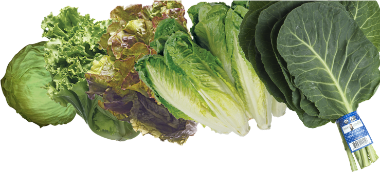 Beets - Lettuce And Greens (767x337), Png Download