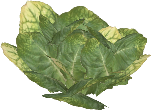 Lettuce - Collard Greens (606x606), Png Download