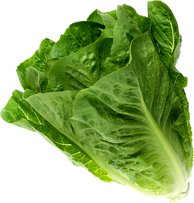 Romaine - Spring Greens (400x418), Png Download