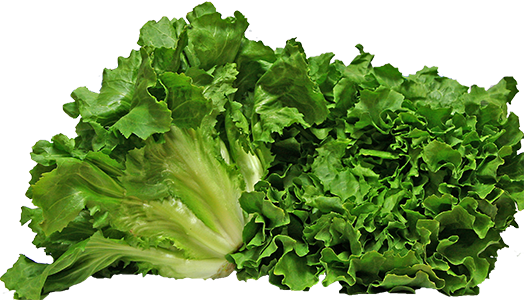 Escarole - Escarole Png (524x300), Png Download
