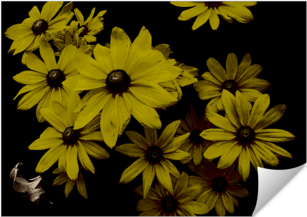 Yellow Daisies Old World Painting Look - Herrliche Gelbe Gänseblümchen-dunkelheit, Grußkarte (674x516), Png Download