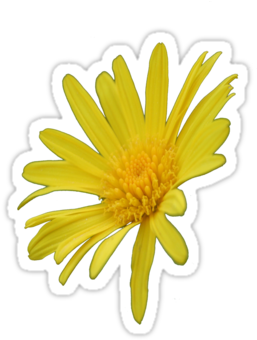 Yellow Daisy Png Yellow Daisy Flower By - 3drose Lsp_167502_1 Yellow Daisy Flower-bring On Summer (375x360), Png Download