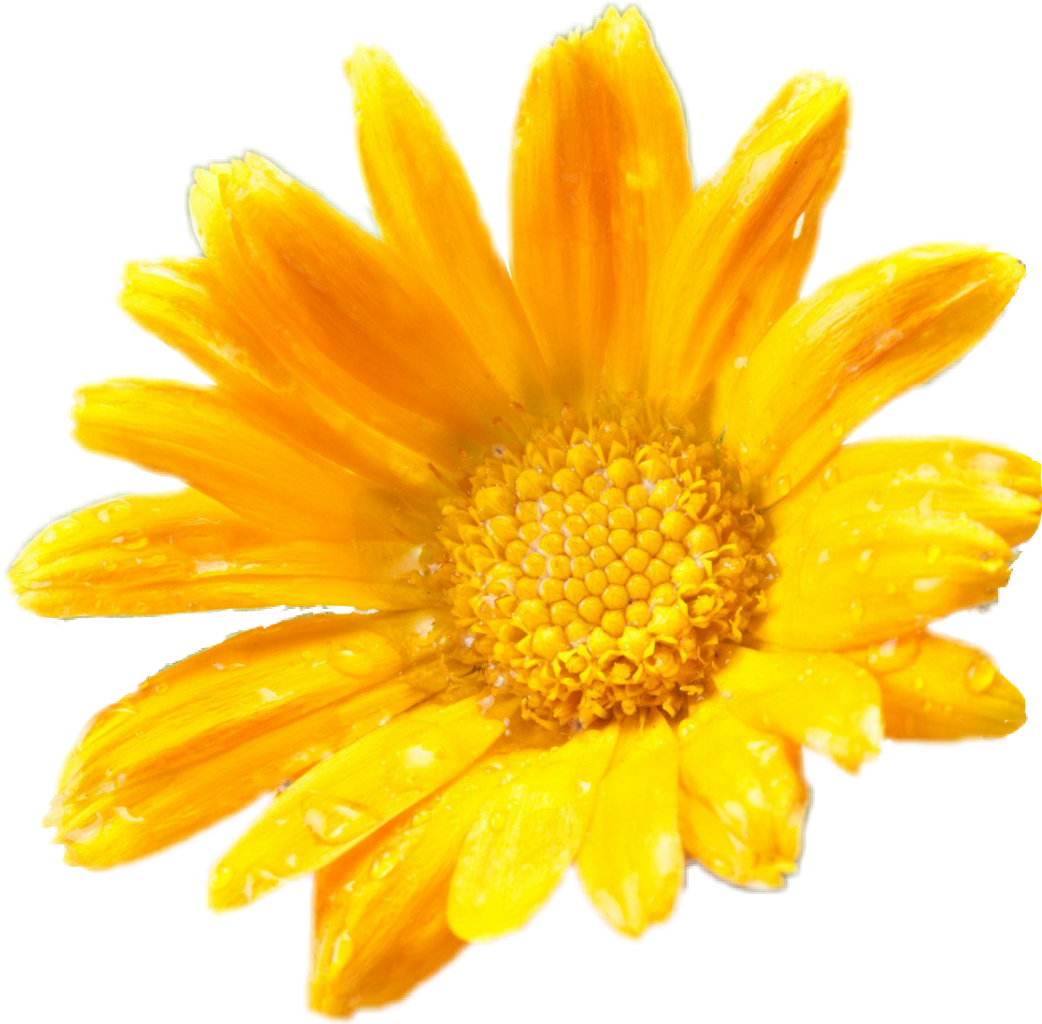 Flower Yellow Daisy Yellowdaisy Sticker Ladymc - Calendula White Background (1042x1024), Png Download