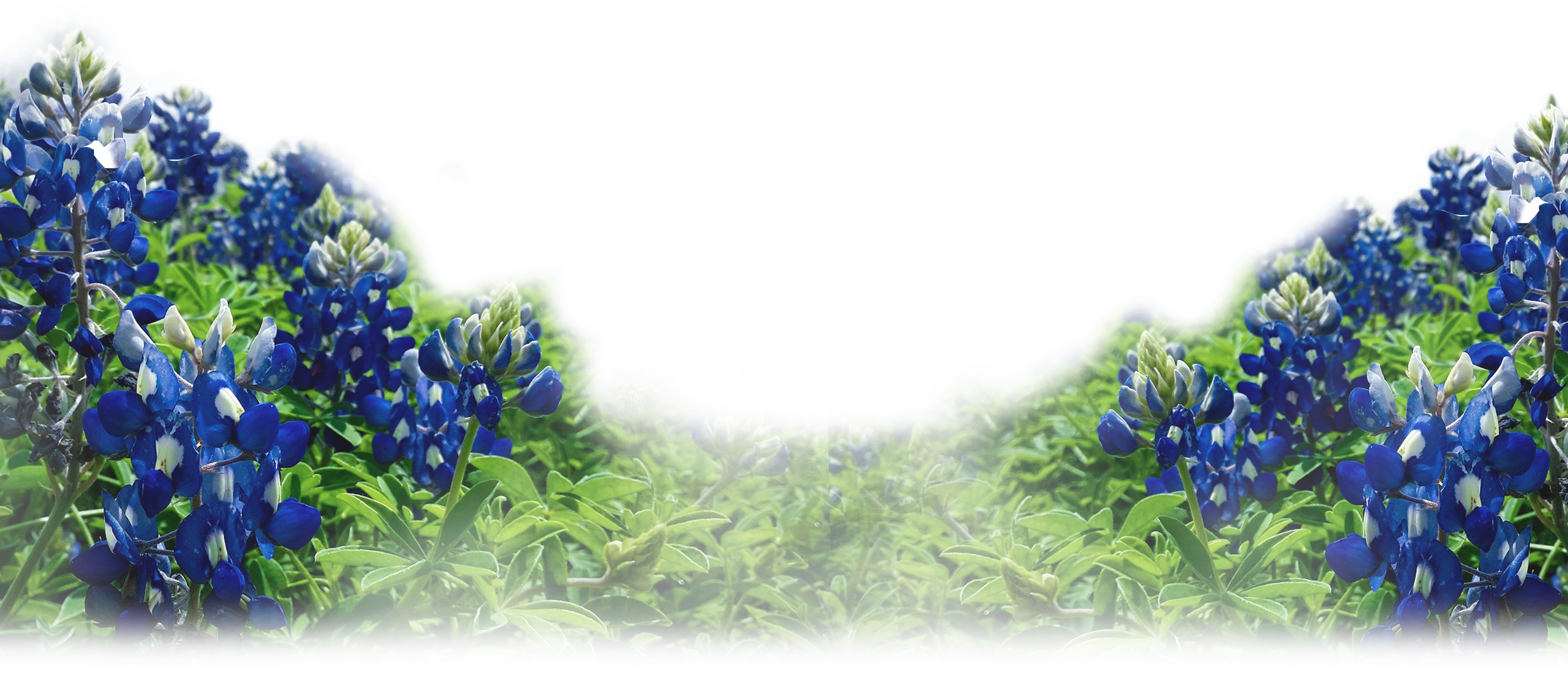 Take The First Step - Essential Oils: 30 Essential Oil Recipes For All Occasions (2400x1051), Png Download