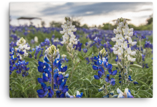 Texas Hill Country (600x600), Png Download