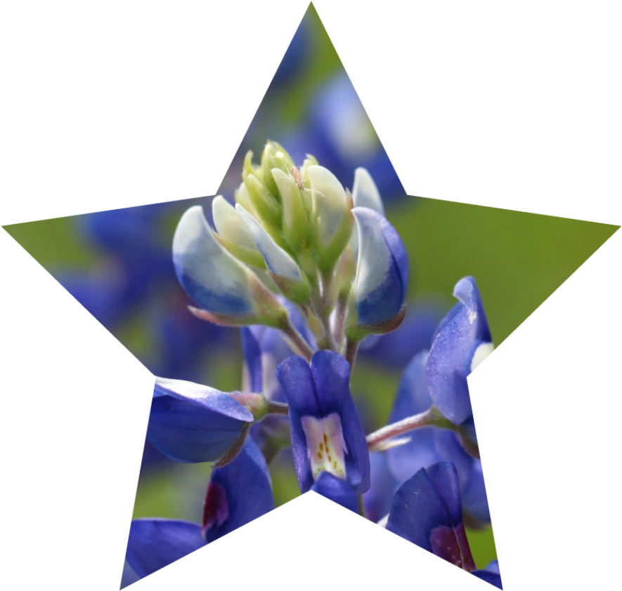 Here's A Texas-sized Wish For A Great Independence - Portable Network Graphics (900x856), Png Download