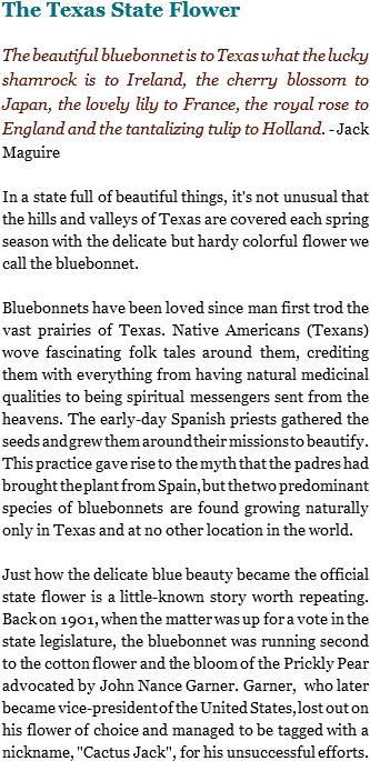 The Texas State Flower The Beautiful Bluebonnet Is - Bluebonnet (332x691), Png Download