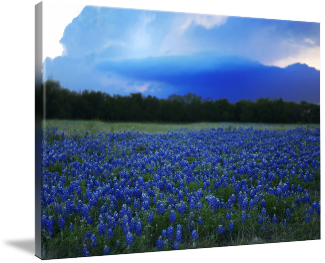 "texas Bluebonnets Wildflowers" By Rodney Livermore - Gallery-wrapped Canvas Art Print 16 X 11 Entitled Texas (650x526), Png Download
