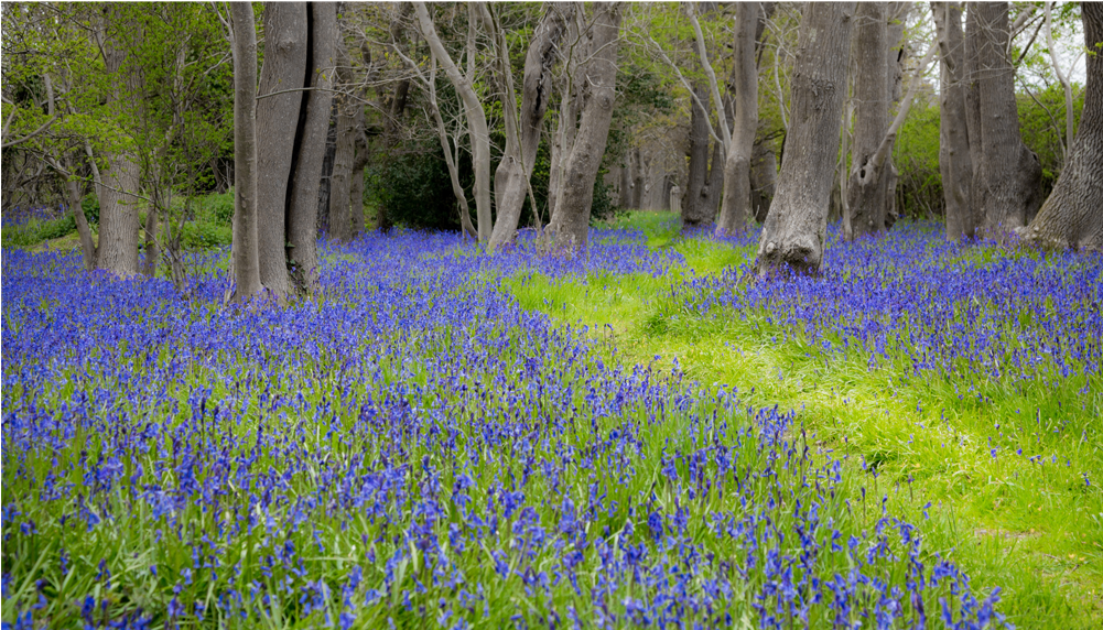 Score 50% - Wallpaper (1000x1000), Png Download