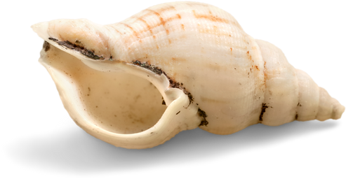 Conch Shell Png Photo - Shell (550x319), Png Download