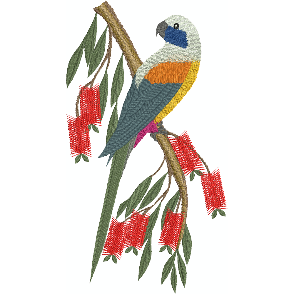 Bluebonnet Parrot (1000x1000), Png Download