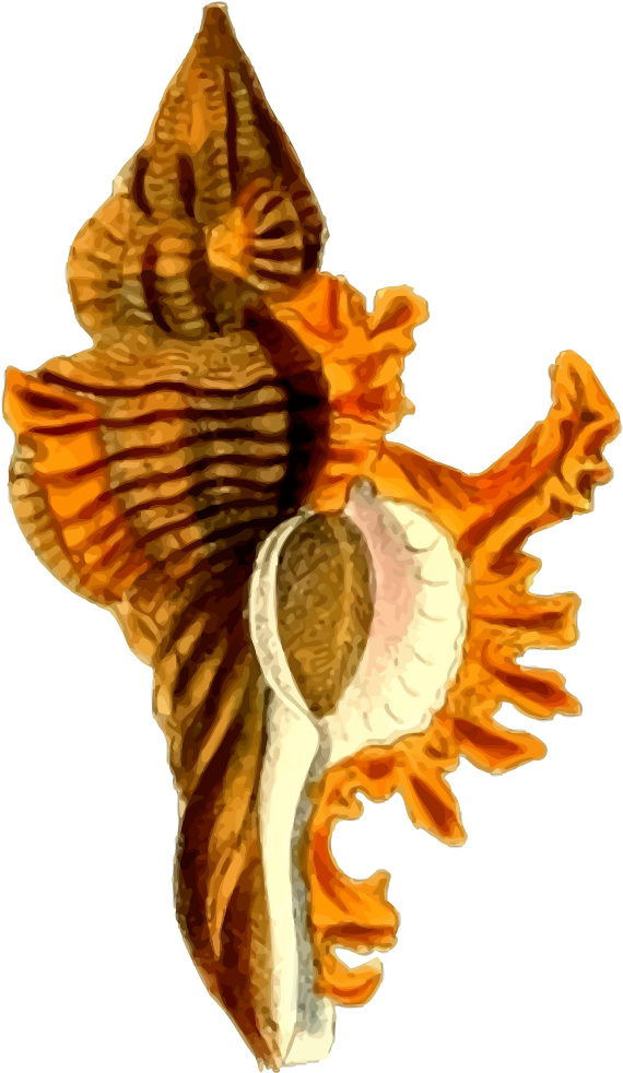 Sea Shell - Art Print: Coastal Dreams 2 By Kimberly Allen : 13x13in (577x1000), Png Download