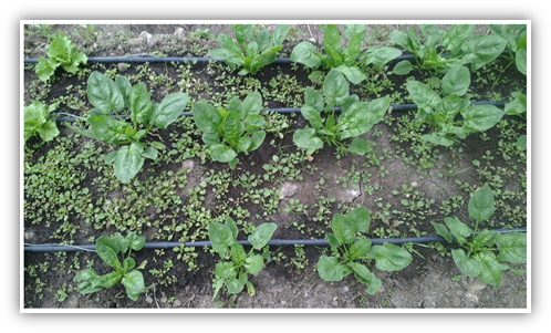 Figure 2 Input Image - Garden (498x301), Png Download