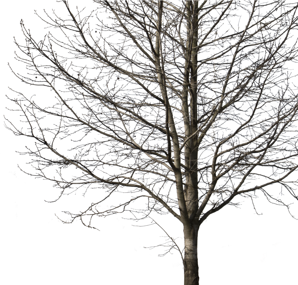 Deciduous Tree Winter I Cutout Trees Png Deciduous - Cut Out Tree Png (1024x963), Png Download
